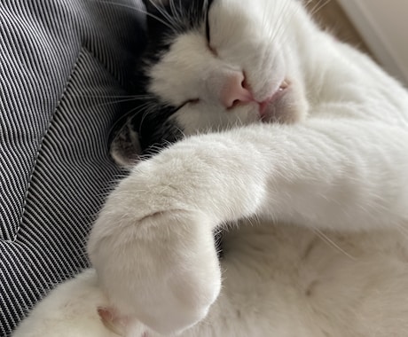 猫の多頭飼いについての相談に乗ります 現在一軒家で11匹の猫を飼育中、出費や猫同士の相性など イメージ2