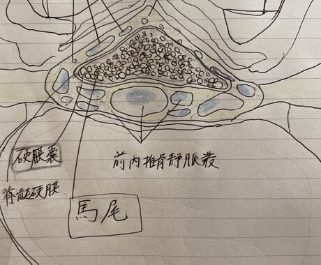 整形外科フリー素材提供します 骨,筋,靭帯描きます(脈管系も承ります) イメージ2