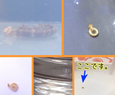 お写真からクラゲさんの死亡確認アドバイスします ※拍動（心臓）が止まっても、意外と生きています！ イメージ2