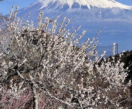 総合鑑定します 生年月日、姓名判断、運勢、ライフミッション　総合鑑定 イメージ1