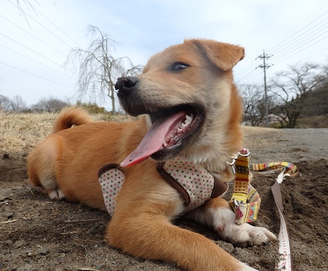 初めて犬を迎える前に知りたいこと教えます どこに聞いたらいいかわからない、飼う前の疑問と不安にお答え！ イメージ1