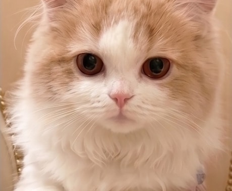 お写真から愛犬・愛猫のメモリアル人形作ります ずっと一緒にいたお子様を手のひらのかたちに残します イメージ2
