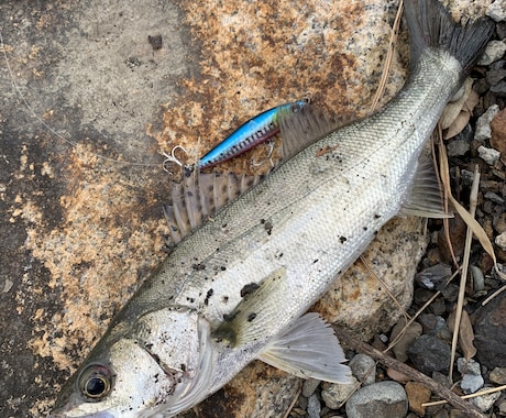 和歌山県で海釣りポイント教えます 海釣りで釣れるポイント釣れる魚教えます イメージ2