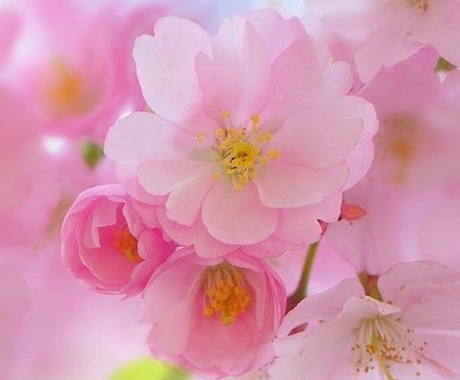 神様・女神様とのご縁をお繋ぎ（伝授）いたします 神様・女神様とのご縁を深めて‥サポートしていただきましょう。 イメージ2