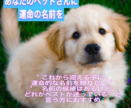 あなたのペットさんに運命の名前を提案します 音・波動・ご縁から導く名づけを イメージ1