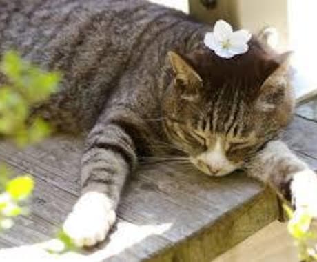 あなたのお話し聴きます 今日も生きているあなたはえらい！！ イメージ1