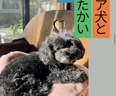 シニア犬、シニア猫ちゃんケアのご相談をお受けします シニア期特有の体調や行動の変化、日々の生活の工夫など イメージ1