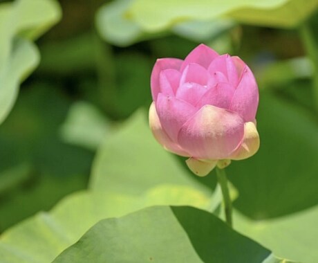 一枚250円であなたが求める写真、提供します 風景写真、鳥、などなど欲しい方リクエストにも応じます！ イメージ2