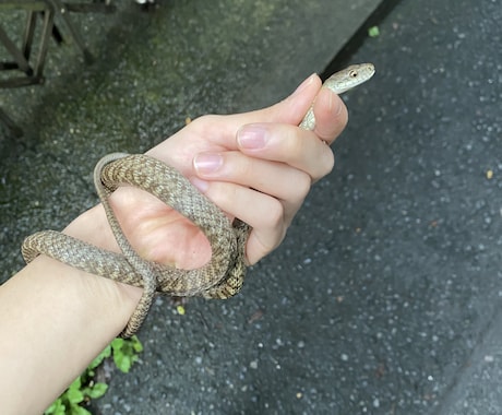 カブトムシ・クワガタの採取のポイントお教えます 採取時のポイントや方法をお教えします。 イメージ2