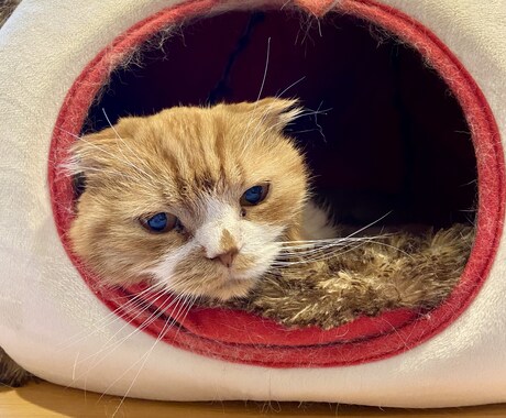 猫の保護、啓発など猫のこと全般のご相談に応じます 猫カフェ、ブリーダー、地域猫活動などの経験を活かしたいです。 イメージ1