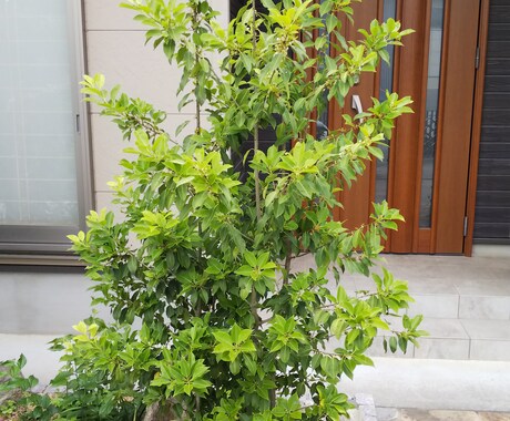 私が自分なりに良いと思う植木を伝えます 植木、グランドカバーが好きで、自分で植木を植えようと思う方 イメージ1