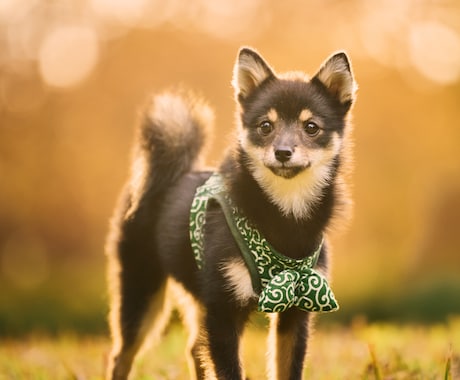 一生の宝物になるペット写真撮ります 元動物看護師が撮るペットの出張撮影 イメージ1