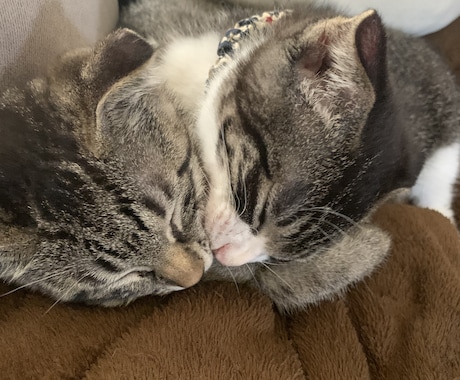 子猫のゴロゴロ音差し上げます 二匹の猫のうち一匹、または二匹のゴロゴロ音を差し上げます！ イメージ2