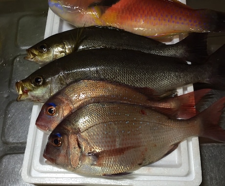 初心者専門〜初めての釣りを完全サポートします 専門用語は使いません！ゼロからの釣りデビューを応援します！ イメージ1
