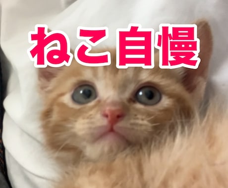 うちの子がいちばん！愛猫の自慢話聞きます 愛猫とのエピソード、特技、猫愛なんでもお話しください イメージ1
