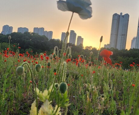 渡韓歴10年以上、韓国在住者が相談にお答えします 韓国人との恋愛、韓国留学など 相談したい事はありませんか？ イメージ2