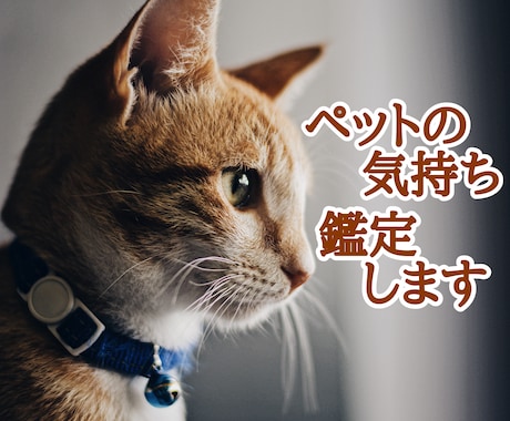 ペットの気持ち、鑑定します 一緒に暮らしているワンちゃん、猫ちゃんの気持ちタロット占い イメージ1
