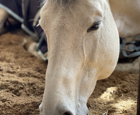 乗馬のお悩み解決致します 的確なアドバイスと驚きの解決策 イメージ1