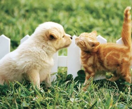 ペットの相談のります わんちゃん・ねこちゃんの飼い主さんへ イメージ1
