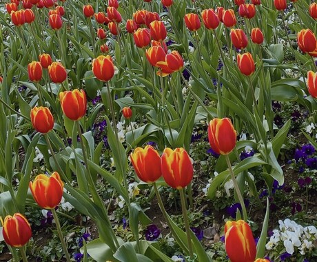 癒される景色の写真を販売します 美しい景色や自然やお花がメインです イメージ2