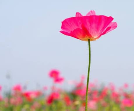 鬱、躁鬱、ADHD、アスペ他、緊急のお電話うけます 【ランキングNo.1カウンセラー連続獲得】 イメージ1