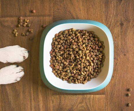 獣医師が『シニア犬』の食事相談にのります "ちょっと気になる"疑問をサポートします♪ イメージ2