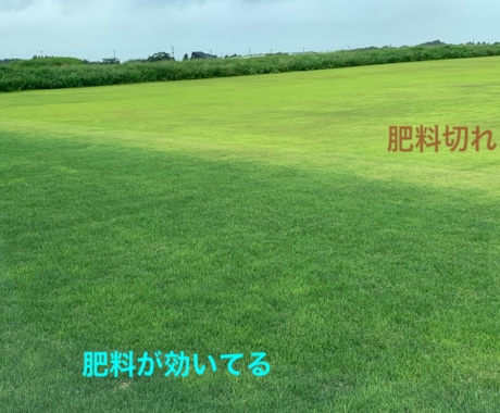 芝生のお悩み聞きます 野芝、コウライ芝、ティフトン、セントオーガスチンなどのご相談 イメージ1