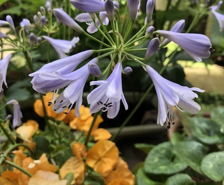 お庭の植物育てかたや病気など見ます 園芸店で働いている知識活かしあなたのお庭を素敵にします！ イメージ1