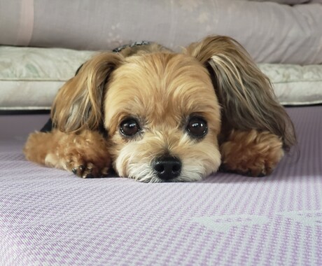 楽しくワンコにしつけと技を教えられます お座りから吠えろまでモデル犬に必要なスキル習得が出来ます イメージ1