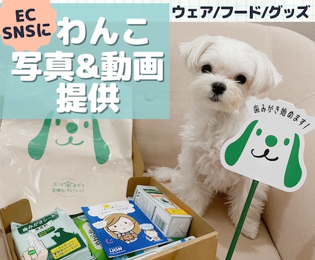 EC･SNSに！犬製品を着用撮影します 写真＆動画OK 可愛いマルチーズが着用＆使用します！ イメージ1