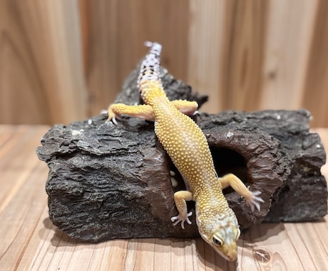 爬虫類コンサルタント承ります 爬虫類飼育の扉を開こう！！一緒に悩みましょう！ イメージ1
