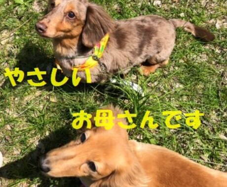 寂しい時、悲しい時、嬉しい時、なんでもお聴きします 話したい時はニコお母さんが待ってるよ イメージ2
