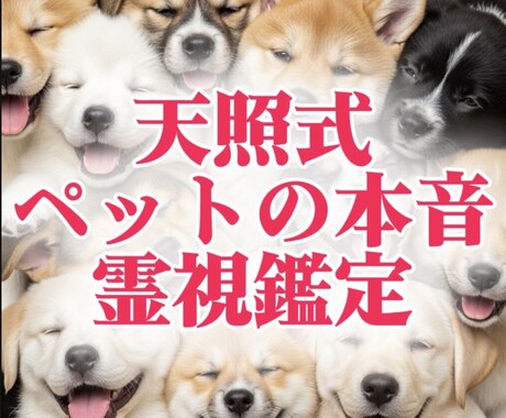 天照式霊視でペットの飼い主様への気持ちを占いします 何を考えているのかは気持ちの波動で繋がる未来へ イメージ1
