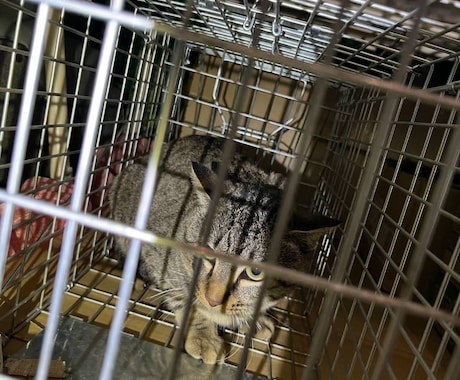 猫探偵のプロが迷子猫・脱走猫の相談に乗ります 猫探偵の捜索経験から、迷子猫・脱走猫のお悩みにお答えします イメージ1