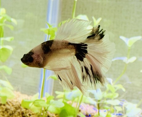 初めての熱帯魚飼育にお答えします お魚をお家で飼いたいけど困ってる方…お答えします！ イメージ1