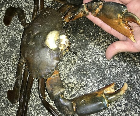 蟹取り方法(ノコギリガザミ、イシガニ)教えます 高級蟹を実際に採取している本人だから分かるコツ伝授 イメージ1
