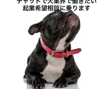 チャットで犬業界で働きたい・起業希望相談に乗ります 学生時代に起業し犬業界歴25年の経験がお役に立てれば幸いです イメージ1