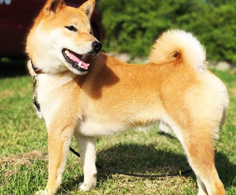 ドッグトレーナーが愛犬との向き合い方を教えます イメージ1