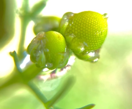 植物の感動写真をまごころで撮影してあなたに贈ります その瞬間携帯のカメラで植物可愛い表情をあなたに贈ります イメージ1