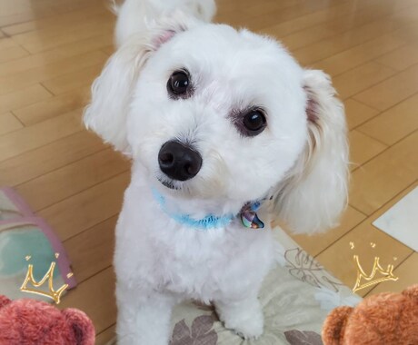 ペットロスやペットのお話し聞きます ペットは大事な家族ですからね♡ イメージ2