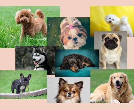 お客様にあった犬種をご提案いたします 細かなヒアリング/元ペットショップ店員(4年勤続) イメージ2