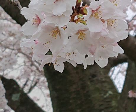 本日のモヤモヤ解消します あなたが明日もまた元気に歩いていけますようにお手伝いします！ イメージ1