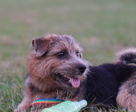愛犬との“愛おしい日常”を映画の一コマにします 「今」しかない表情を、一生モノの宝物に イメージ1