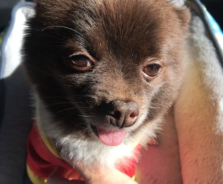 わんちゃん、ねこちゃんの相談乗ります 犬猫の飼い方がわからない人へ。 イメージ1