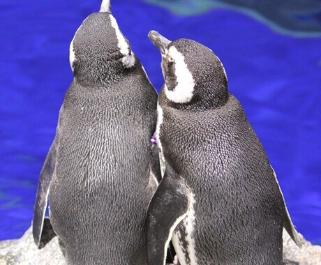 24時間独り占め！あなただけのペンギンになります とにかくコウテイしてほしい方必見！ イメージ1