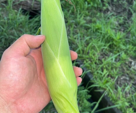 農薬等を使わない農法のご相談を承ります 水稲、小麦、野菜、鶏、日本ミツバチに取り組んでみませんか？ イメージ2