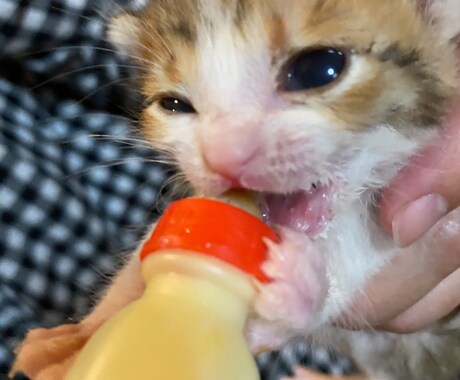 犬猫のお手入れの仕方、相対にのります 実務経験27年ベテラントリマーが相対にのります。 イメージ2