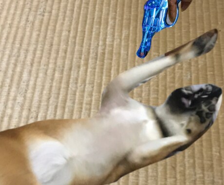 可愛い写真売ります 可愛い犬の写真 加工画像 癒されます イメージ2