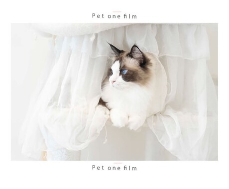 ペットの写真を撮影します ペットの今をかわいく、かっこよく写真に残します イメージ2