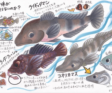 海洋生物のイラスト描きます 小さな魚から、大きなクジラまで… イメージ2